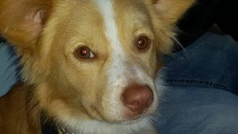 Der Mischling Rocco hat in Tramin ein neues Zuhause gefunden. - Foto: Facebook/Mimmo Sergi