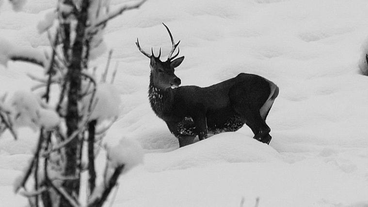Der Wildnotstand in den letzten Wochen hat zu teilweise dramatischen Situationen geführt. - Foto: Südtiroler Jagdverband
