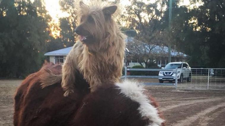 Rusty ist schon öfters ausgebüchst. - Foto: Facebook/Laura Scudamore