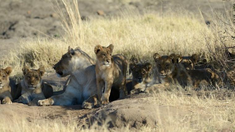 So friedlich wie bei diesen Löwen ging es im Safari-Lodge nicht zu.