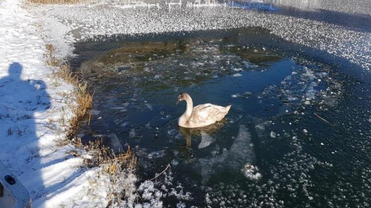 Der Schwan konnte sich selbst nicht mehr aus dem zugefroren Teich befreien. - Foto: FFW Thuins