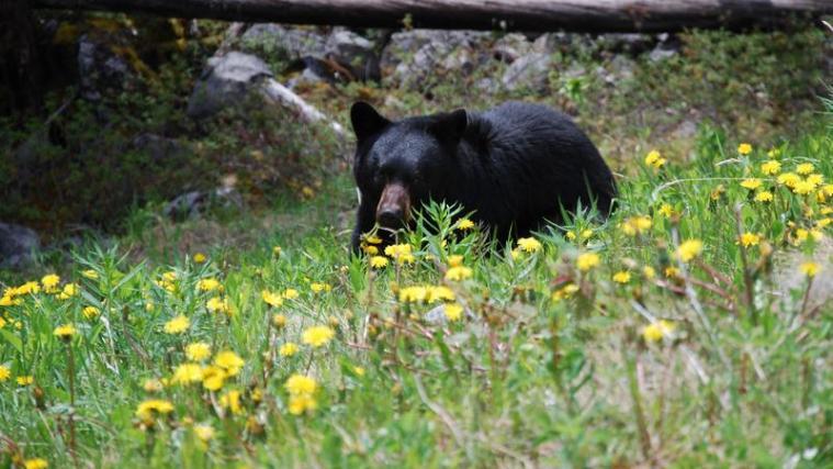 Ein Schwarzbär - Archivbild