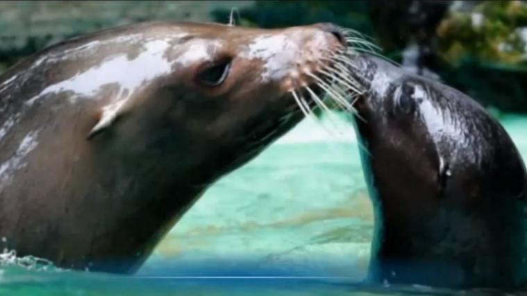 Seelöwin-Mama Holly und ihr Junges Fibi. (Foto: Screenshot YouTube-Video/dpa)