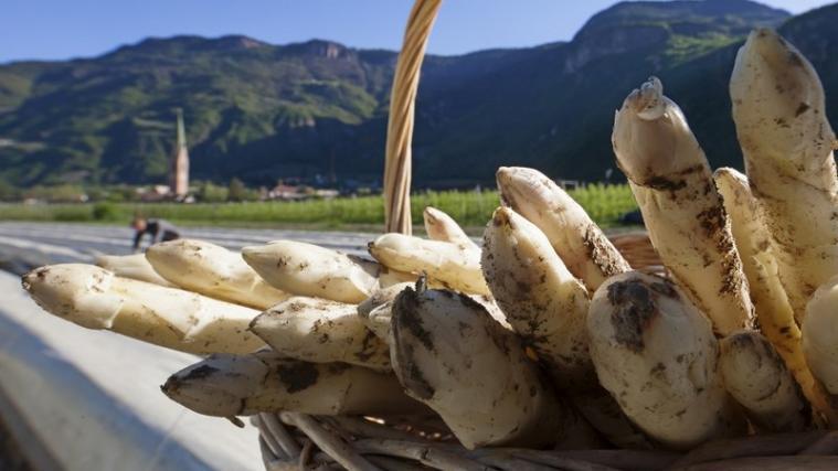 Der Südtiroler Spargel mit Qualitätszeichen toppt das Ernteziel. Foto: IDM/Frieder Blickle