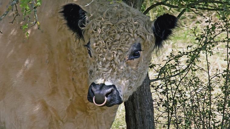 Der kleine Stier Dudley hatte Glück im Unglück.