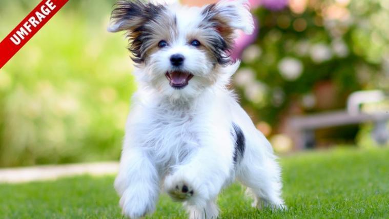 Der 10. Oktober ist Internationaler Tag des Hundes.