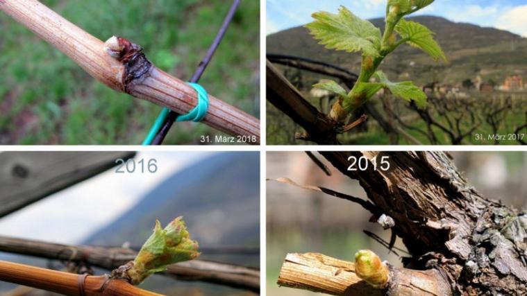 Die 4 Bilder zeigen Unterschiede in der Vegetation der letzten 4 Jahre. - Foto: Facebook/Pfannstielhof