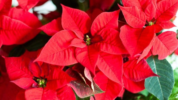 Weihnachtsstern, auch Adventsstern, Christstern oder Poinsettie genannt.