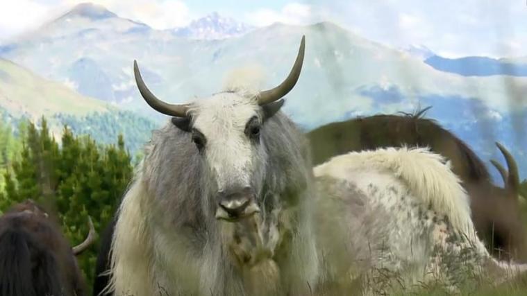Die Yaks sind los. - Foto: STH