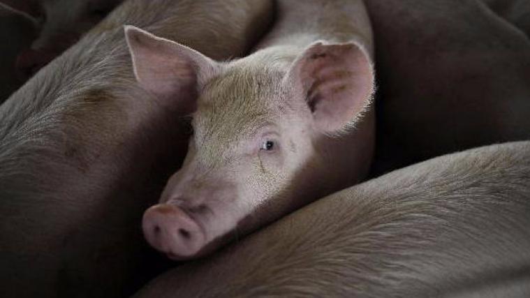 Rund 300 Schweine sind beim Unfall eines Tiertransporters auf der Autobahn 23 bei Itzehoe (Kreis Steinburg) getötet worden.