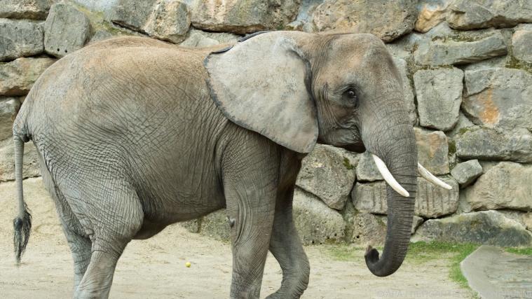 "Numbi" hat bereits zwei Jungtiere zur Welt gebracht. - Foto: APA (TIERGARTEN SCHÖNBRUNN)