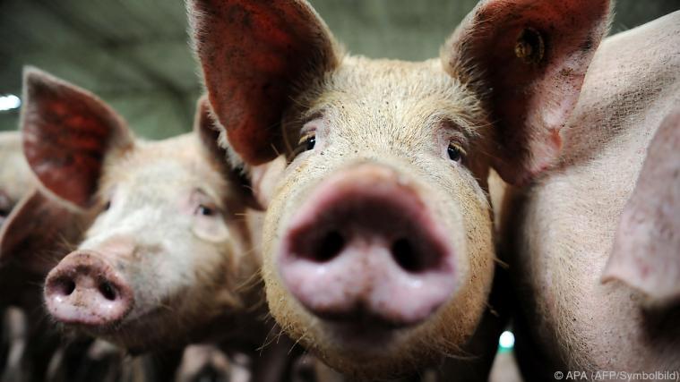 Schweinefleisch wird teurer. - Foto: APA (AFP/Symbolbild)