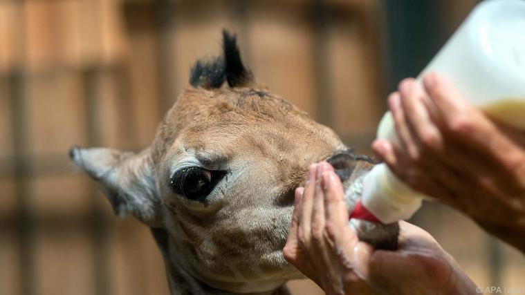 Der kleine Giraffenbulle hat noch keinen Namen. - Foto: APA (dpa)