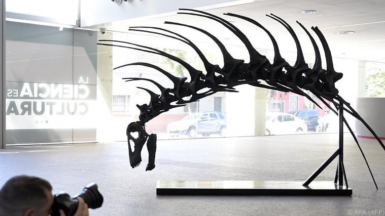 Nachbildung eines Bajadasaurus pronuspinax. - Foto: APA (AFP)