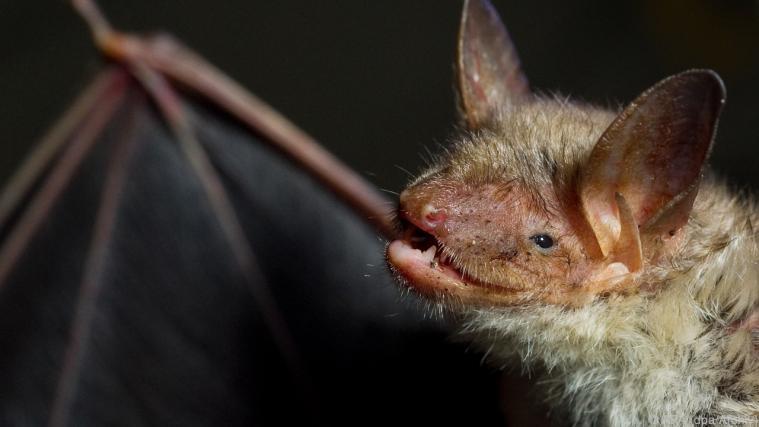 Fledermaus an Bord eines US-Flugs Foto: APA (dpa/Archiv)