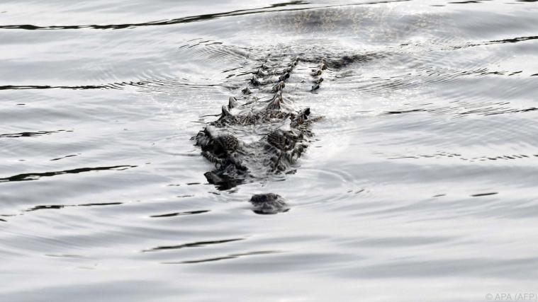 Dieses Tier möchte man als Schwimmer im Wasser nicht treffen Foto: APA (AFP)