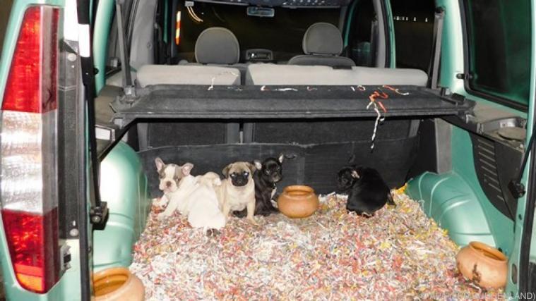 46 Welpen wurden im Auto, das auf dem Weg nach Norditalien war, entdeckt. - Foto: APA (LPD BURGENLAND)