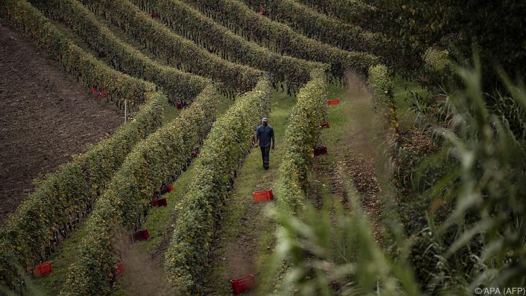 Italienische Weinberge kosten durchschnittlich mehr als eine Karibikinsel. - Foto: APA (AFP)