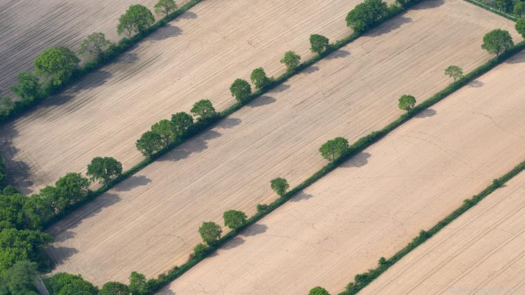 Nichts bekämpft den Klimawandel so effektiv wie Aufforstung Foto: APA (dpa/Archiv)