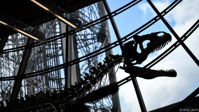 Die Knochen sind mehr als 150 Millionen Jahre alt. - Foto: APA (AFP)