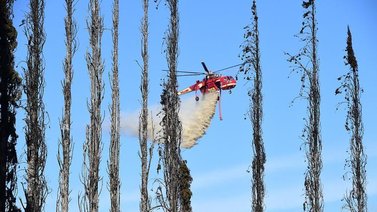 Löschflugzeug über verbrannten Bäumen. - Foto: APA (AFP)