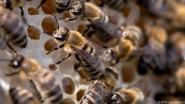Eine Unterschrift hilft beim Bienenschutz. - Foto: APA (dpa/Archiv)