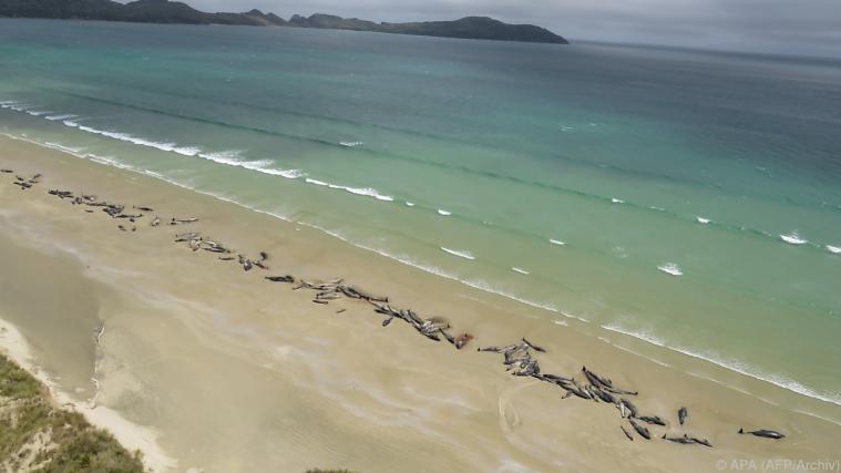 In weniger als einer Woche gab es fünf Vorfälle in Neuseeland. - Foto: APA (AFP/Archiv)