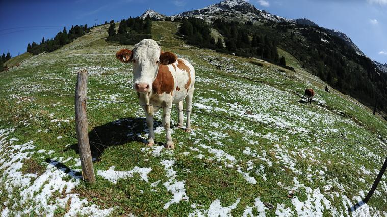 Vor allem Hunde sorgen für Unruhe bei den Tieren. - Foto: APA
