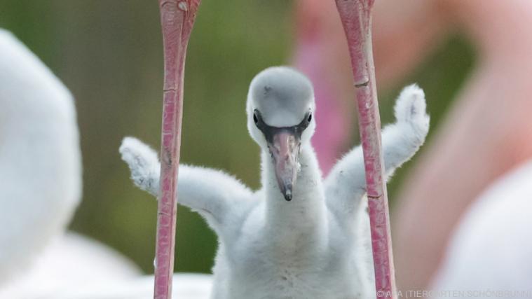 Die Flamingoküken haben noch keine rosa Federn. - Foto: APA (Tiergarten Schönbrunn)