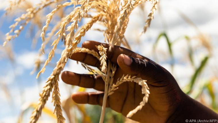 Mit gesünderer Ernährung gesünder leben. - Foto: APA/AFP