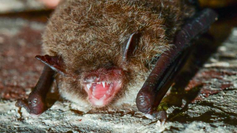 Die Schweizer hatten am 10. Januar in Naples eine verletzte Fledermaus vom Boden aufgehoben und in eine Tierklinik gebracht.