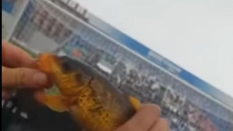 Ein Fan fängt im Stadion einen Fisch.