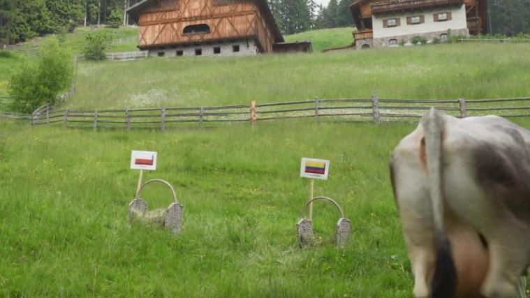 Polen oder Kroatien – wer ist Zenzis Favorit? © Screenshot YouTube