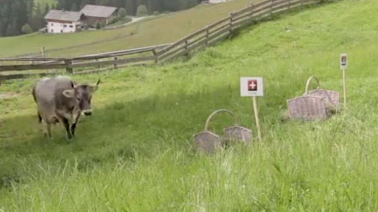Schweiz oder Serbien? Zenzi hat ihren Favoriten schon parat.