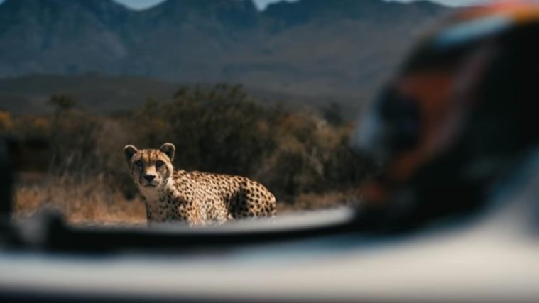 Gepard oder Rennauto?