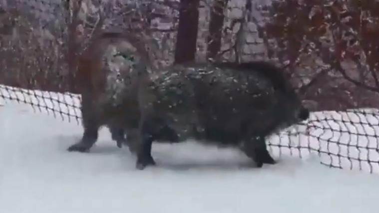 Wildschweine auf der Olympiaabfahrt 2018 (facebook/slalomtokyodrift)