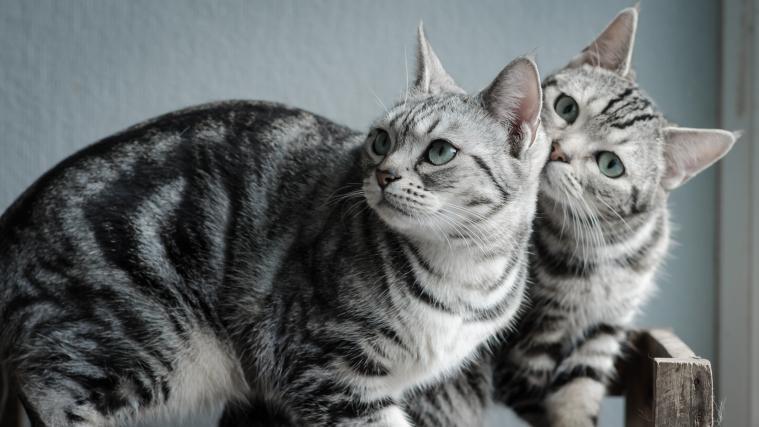 2 Katzen retten einem Ehepaar das Leben. (Symbolbild)