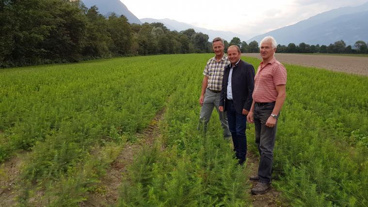 350.000 Lärchen und 200.000 Fichten werden derzeit in Osttirol für das Trentino gezogen, zur Freude von Tirols Landesforstdirektor Josef Fuchs (v.l.), LH-Stv. Josef Geisler und dem Leiter des Landesforstgartens Nikolsdorf, Anton Schett.