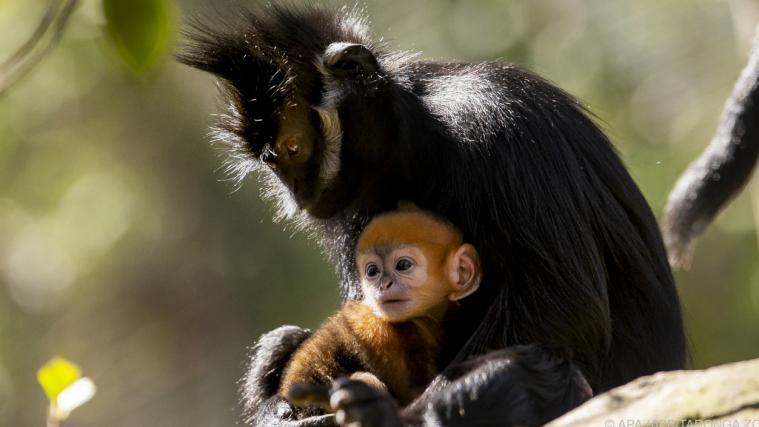 Affen-Mutter mit ihrem Baby, derzeit noch mit orangem Fell.