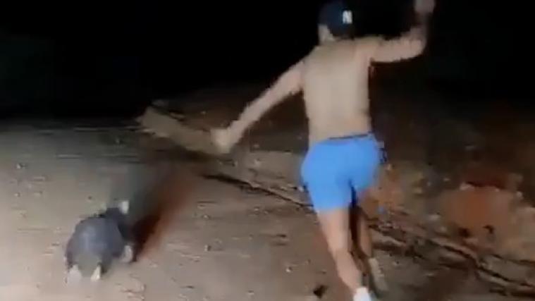 Auf dem Video ist zu sehen, wie der junge Mann einen Wombat mit einem Stein bewirft.