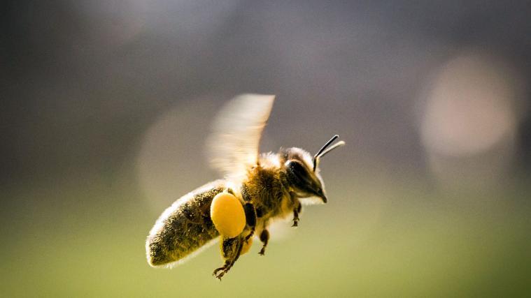 Derzeit gibt es ein massives Bienensterben in Russland.