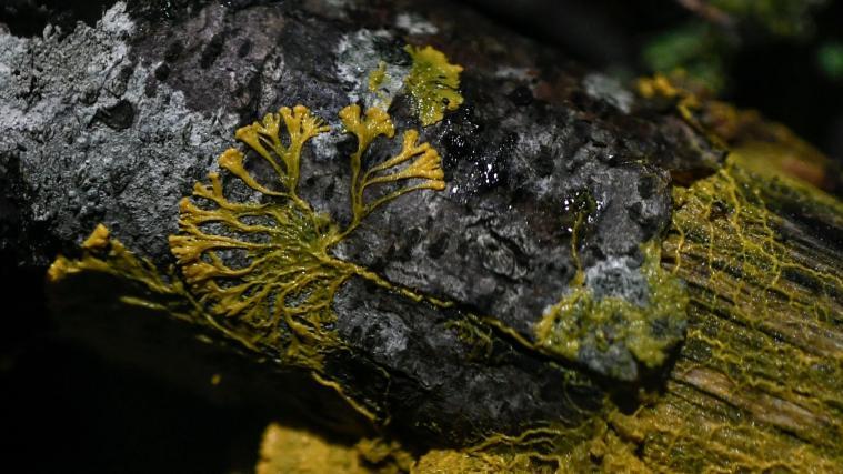 Der Blob ist ein mysteriöses Wesen, das weder über Augen, Mund, Gliedmaßen noch Magen verfügt.