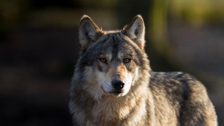 Die DNA-Analyse beweist, dass der Wolf für die Risse in Osttriol verantwortlich ist.