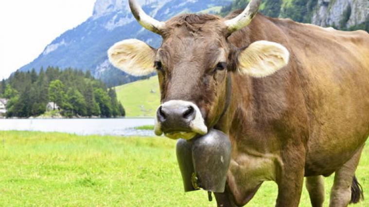 Die randalierende Kuh konnte erst nach einer 4-stündigen Verfolgungsjagd aufgehalten werden.