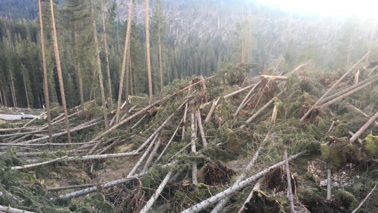 Die totale Aufräumung der Wälder nach dem Windwurf könnte negative Folgen haben, glaubt Prof. Stefan Zerbe.