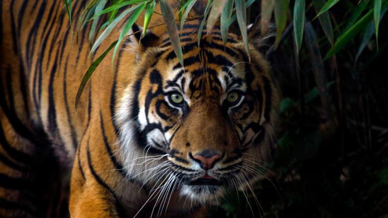 Ein Tiger hat in Nepal eine Frau getötet.