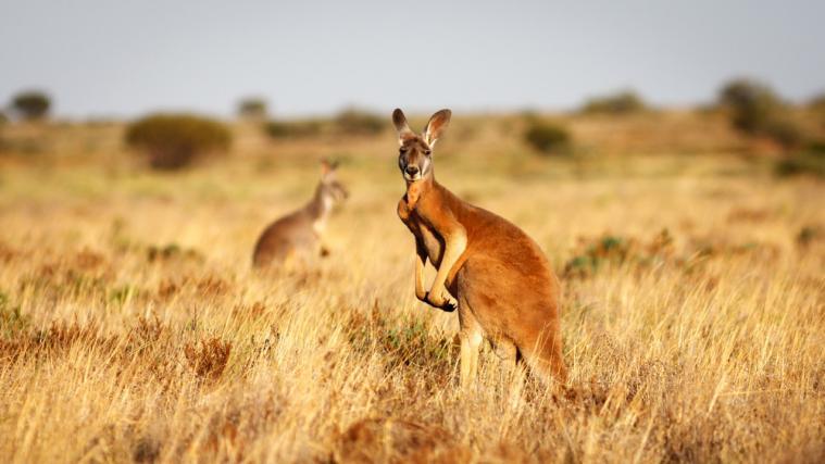 Es gibt fast doppelt so viele Kängurus in Australien wie Menschen.