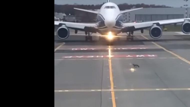 Ganz cool läuft der Fuchs über die Startbahn.