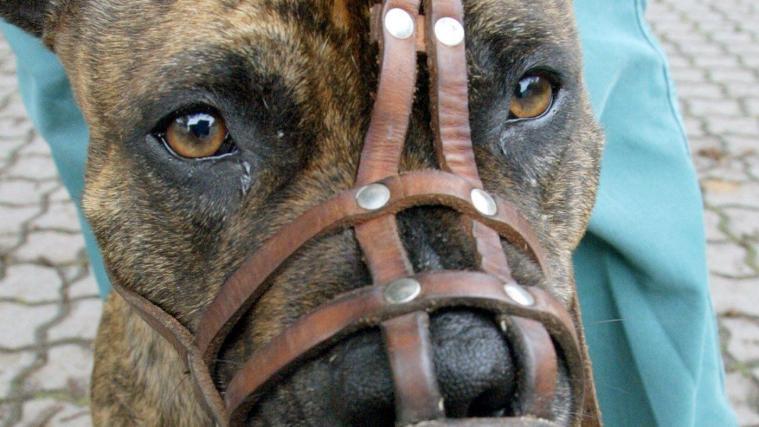 In Wohnsiedlungen oder Ortskernen müssen Hunde im Bundesland Triol künftig an der Leine oder mit einem Maulkorb geführt werden.