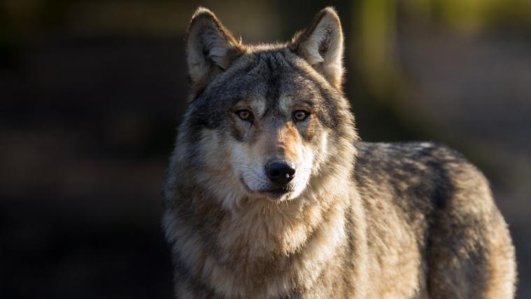 Keine Einstimmigkeit gab es was die Wolfs-Problematik betrifft.